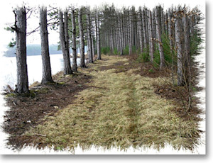 Walk Path