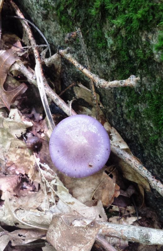 Name:  Purple Mushroom.jpg
Views: 128
Size:  84.0 KB