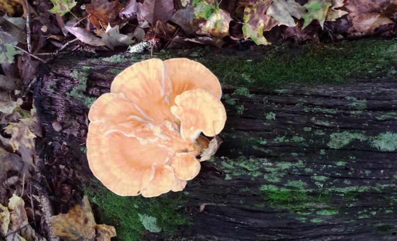 Name:  Chicken of the woods.jpg
Views: 187
Size:  78.4 KB