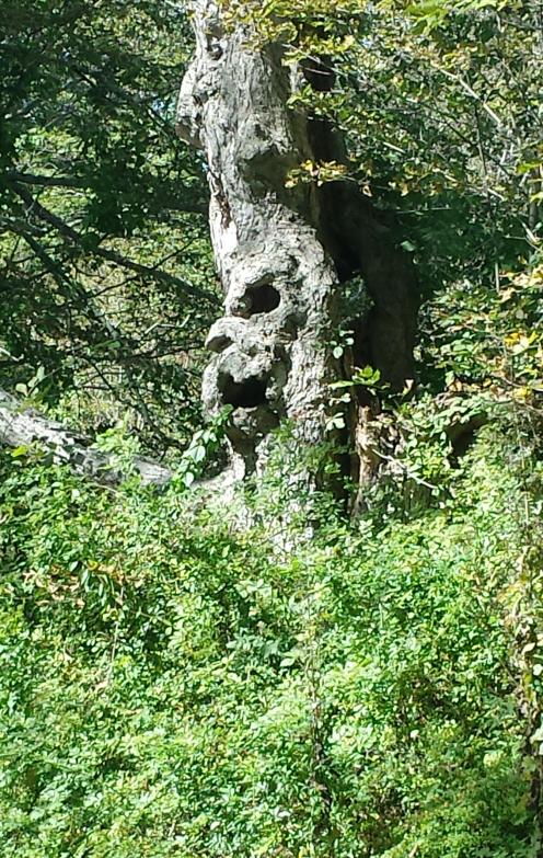 Name:  Creepy tree.jpg
Views: 189
Size:  146.8 KB