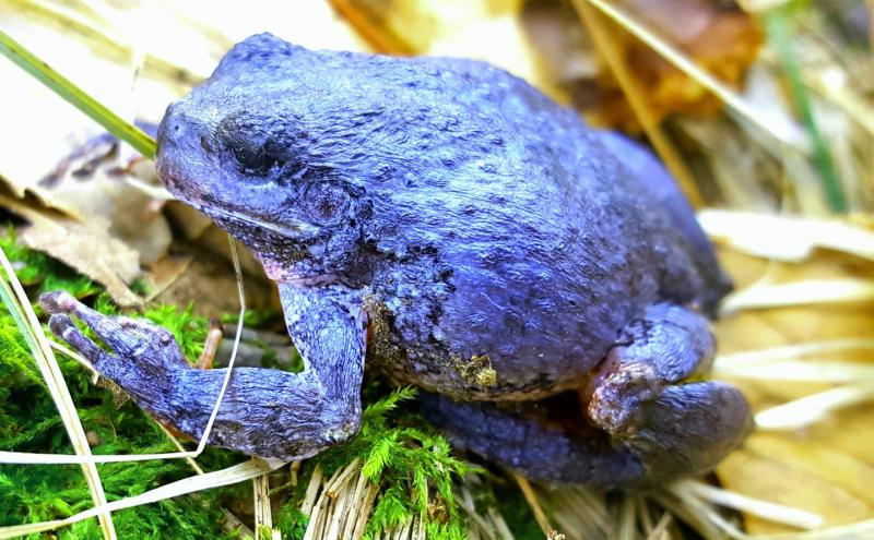 Name:  purple toad .jpg
Views: 329
Size:  84.4 KB