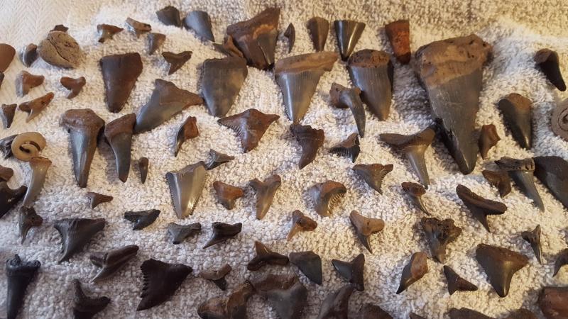 Name:  SC fossilized shark teeth 2.jpg
Views: 500
Size:  85.3 KB
