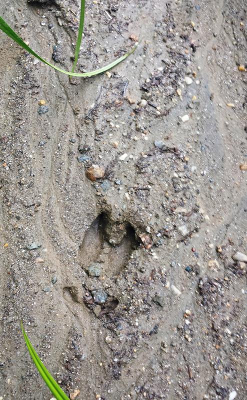 Name:  Deer tracks.jpg
Views: 107
Size:  118.1 KB