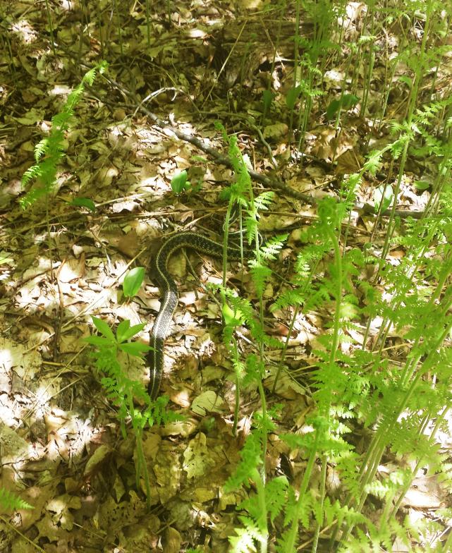 Name:  Garter Snake.jpg
Views: 303
Size:  147.6 KB