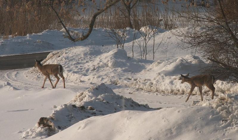 Name:  A Pair In The Driveway.jpg
Views: 76
Size:  63.0 KB