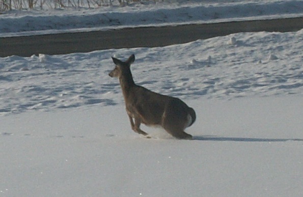 Name:  Bounder In The Front Yard.jpg
Views: 77
Size:  103.1 KB