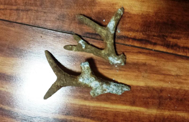 Name:  AntlersCoral Object.jpg
Views: 485
Size:  61.0 KB