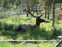 Elk.jpg