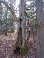 nov 22 nd colonial home & cellar hole hunt with sniffy 005.jpg