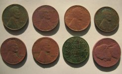 Wheats 12-5&6.JPG