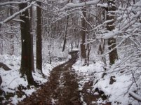 dec 7th cellar hole hunt 013 [].jpg