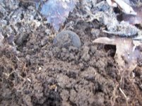 dec 18th cellar hole hunt with mike 001 [].jpg