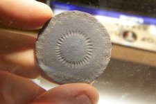 huge  dandy button 1.JPG