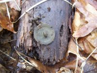 dec 27 cellar hole hunt buttons 002 [].jpg