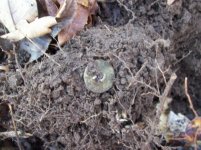 dec 27 cellar hole hunt buttons 005 [].jpg