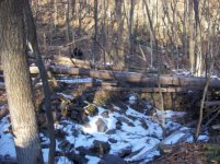 DEC 30TH CELLAR HOLE SNIFFY 002 [].jpg