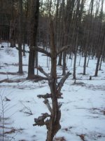 jan 23 cellar holes with sniffy 001 [].jpg