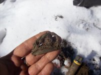 jan 23 cellar holes with sniffy 012 [].jpg