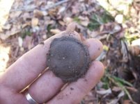 jan 23 cellar holes with sniffy 015 [].jpg