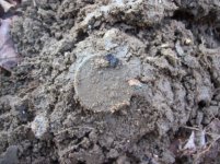 jan 23 cellar holes with sniffy 020 [].jpg