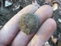 jan 23 cellar holes with sniffy 021 [].jpg