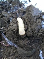 FEB 13TH CELLAR HOLES WITH SNIFFY 003 [].jpg