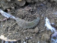 FEB 13TH CELLAR HOLES WITH SNIFFY 004 [].jpg