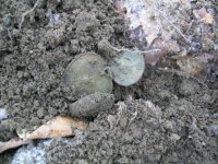 FEB 13TH CELLAR HOLES WITH SNIFFY 005 [].jpg