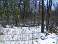 FEB 21 SOLO CELLAR HOLE HUNT BUCKLES 001 [].jpg