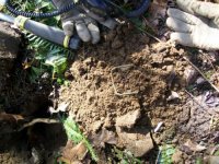 FEB 21 SOLO CELLAR HOLE HUNT BUCKLES 002 [].jpg