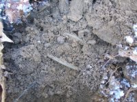 FEB 21 SOLO CELLAR HOLE HUNT BUCKLES 004 [].jpg