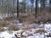 FEB 21 SOLO CELLAR HOLE HUNT BUCKLES 006 [].jpg