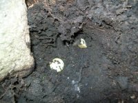 MARCH 5TH COLONIAL BARN HOLE UP STREET 007 [].jpg