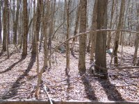 mill site cellar hole.JPG
