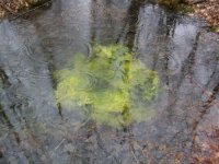 MARCH 13TH SOGGY CELLAR HOLE HUNT WITH SNIFFY 001 [].jpg