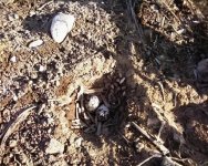 nest.JPG