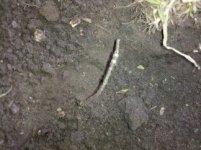 Neclace in dirt.jpg