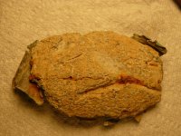 012Part of a U.S. Buckle.jpg