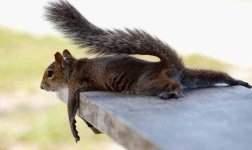 Squirrel Rest.jpg