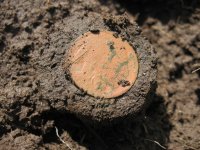 Buff in dirt 4-30.JPG