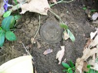 MAY 13TH CELLAR HOLE BRIDAL ROSETTE 003 [1600x1200].jpg