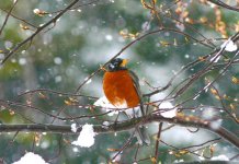 April Robin 2011.jpg