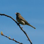 slatejunco.jpg