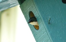 swallow.jpg