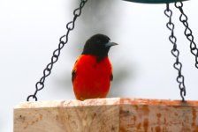 Oriole.jpg