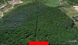 forest.jpg