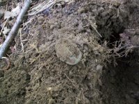 AUG 4TH CELLAR HOLE LC KNEE BUCKLE 004 [640x480].jpg