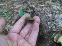 AUG 6TH CELLAR HOLE LC 008 [640x480].jpg