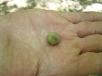 08-12-11 First Musket ball.jpg