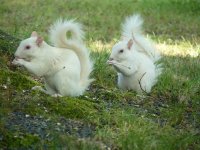 044When I cant hunt, Tree Rats.jpg